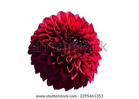 One blooming of red dahlia flower isolated on white background. Close-up. Element of design. Selective focus.