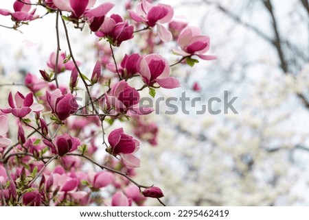Magnolia soulangeana purple flowering tree in spring, large flowers