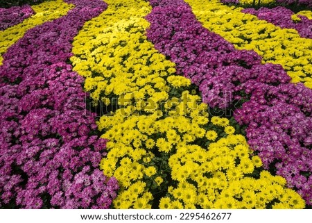 Chrysanthemum flowers, two colors purple and yellow, generally mean loyalty, friendship, happiness, trust, optimism and longevity