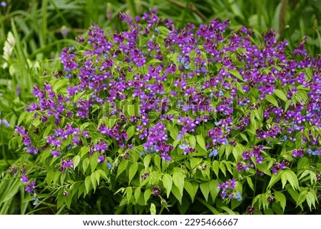 Lathyrus vernus, the spring vetchling, spring pea, or spring vetch, is a species of flowering herbaceous perennial plant in the genus Lathyrus. Hanover, Germany. Royalty-Free Stock Photo #2295466667