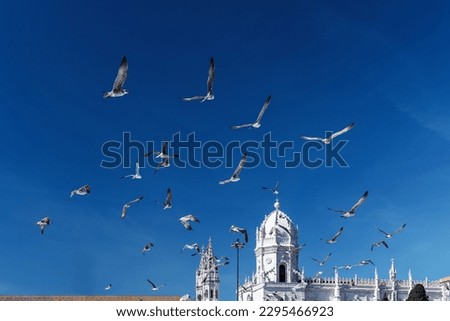 Group of gulls in the sky near Lisbon sight