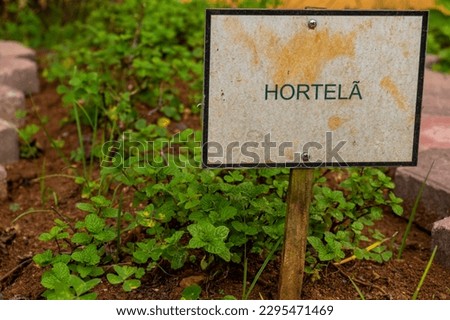 Signpost written in Portuguese: mint (hortelã in Portuguese). Mint plant in an organic garden in Brazil