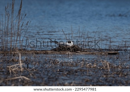 A black-headed gull nesting at the lake Royalty-Free Stock Photo #2295477981