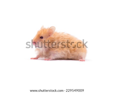 Hamster isolated on white background