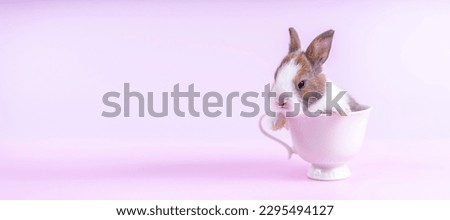 Lovely bunny easter baby rabbit sitting in white coffee cup on pink background. Funny relaxing cute fluffy rabbit playful concept. Cute fluffy rabbit on pink background Animal symbol of easter day.
