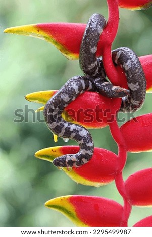A common pipe snake is looking for prey in a wild banana flower. This snake whose tail resembles the head has the scientific name Cylindrophis ruffus.