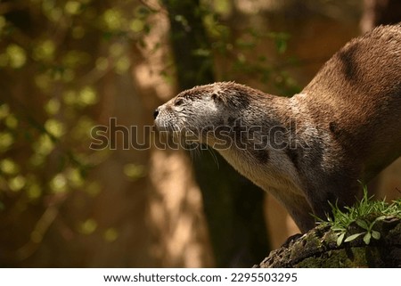 This photo is with North American river otter (lat. Lontra canadensis).