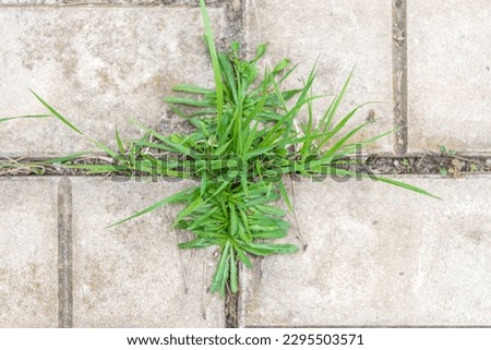 Top view of weeds growing between floor tiles in the garden.