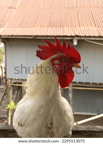 this is a native chicken, he is very smart when in the photo