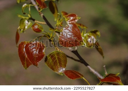 Spring and new life concept for natural design. Branch with young brown leaves of poplar tree. Populus x canadensis. Bright heart-shaped leaf of Black Poplar tree, species of cottonwood. Populus nigra Royalty-Free Stock Photo #2295527827