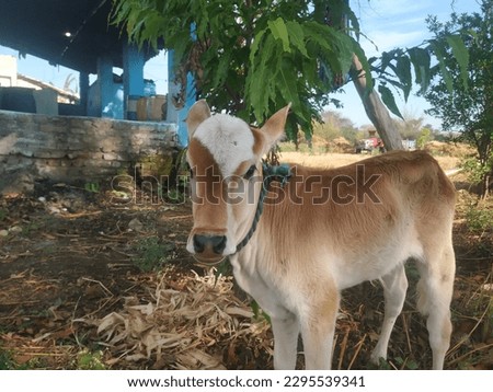 picture of baby cow 2023