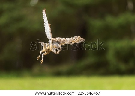female barn owl (Tyto alba) hunting in the air