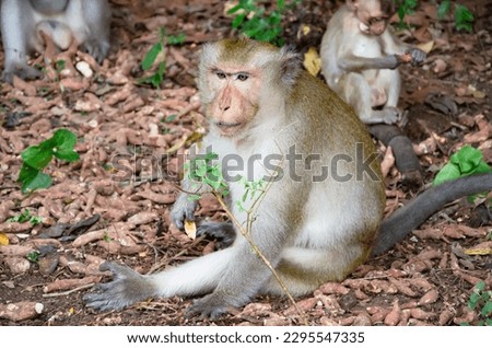 A monkey living in nature