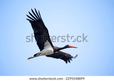 Black stork ciconia flies across the blue sky to hunt, the best photo. Royalty-Free Stock Photo #2295548899
