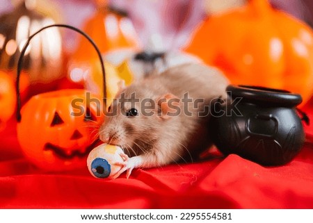 Beige decorative rat on the background of halloween decorations. Witch mouse with cauldron and pumpkins on a red background.