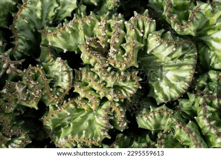 Coral cactus (Euphorbia lactea cristata), mottled spurge, false cactus, crested elkhorn, frilled fan. White flower with pink around. Green background. Unusual unique succulent selective focus Royalty-Free Stock Photo #2295559613
