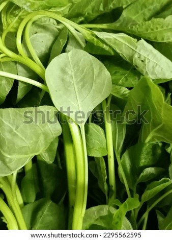 Green leaf focus picture on a single leaf (spinach) 