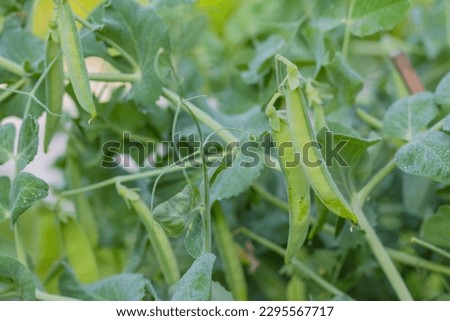 Green peas grow in the garden. Beautiful close up of green fresh peas and pea pods. Healthy food. Selective focus. Honey Snap Peas Royalty-Free Stock Photo #2295567717