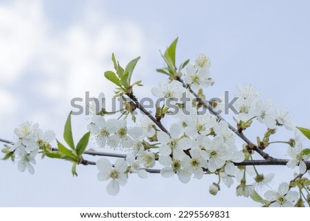 Spring background of flowers. Beautiful spring flowering trees and sunny. Sunny day. Spring flowers. Spring. Flowering fruits. Flowering tree. Cover Photo.