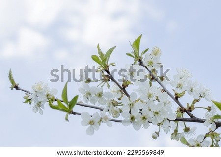 Spring background of flowers. Beautiful spring flowering trees and sunny. Sunny day. Spring flowers. Spring. Flowering fruits. Flowering tree. Cover Photo.