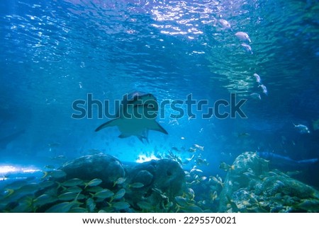 underwater shark in blue water