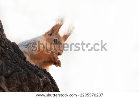 Amazing card with funny fluffy squirrel sitting on a tree trunk and eating nuts. Squirrel with tufted ears and black eyes. Wild animals in winter or springtime in forest. Copy space for text