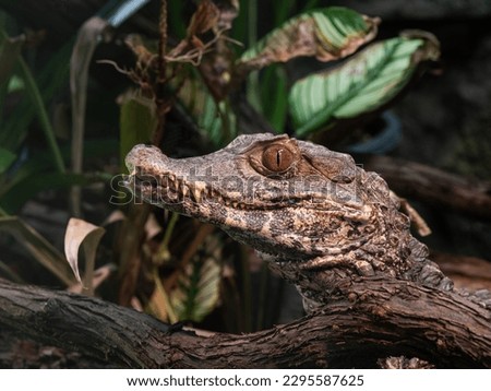 Cuviers dwarf caiman (Paleosuchus palpebrosus) Royalty-Free Stock Photo #2295587625