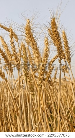 dry wheat grains closeup view on the wild land in the sunrise. Golden cinematic effect wallpaper in nature style. healthy food