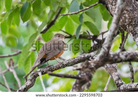 Picture of a beautiful Rufous-bellied Thrush in the feeder! (Turdus rufiventris ) know as "sabiá laranjeira". Royalty-Free Stock Photo #2295598703