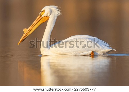 A wild white pelican at a state park in Colorado. Royalty-Free Stock Photo #2295603777