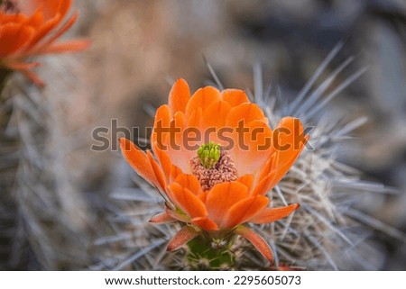 The orange blooms of the hedgehog cactus (Echinocereus triglochidiatus), or Claretcup cactus of Arizona in full sunlight. Royalty-Free Stock Photo #2295605073