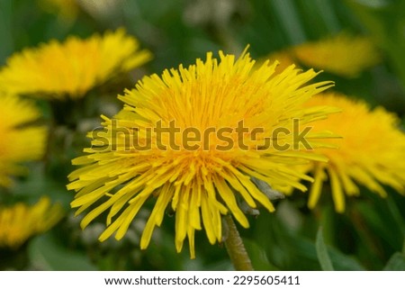 closeup of a yellow dandelion with clearly visible the small yellow leaves
