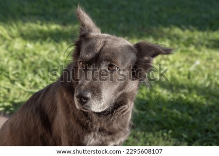 Dark brown mongrel dog on a sunny day in the park.