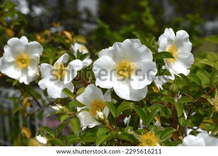 Cherokee rose ( Rosa laevigata ) flowers. Rosaceae vine shrub. Blooms white five-petaled flowers from April to May. Royalty-Free Stock Photo #2295616211