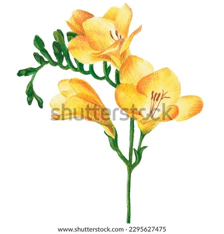 watercolor clip art with flowers and buds of purple, yellow and pink freesia
