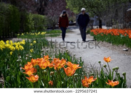 Close-up of an orange tulip in the foreground with a blurred background