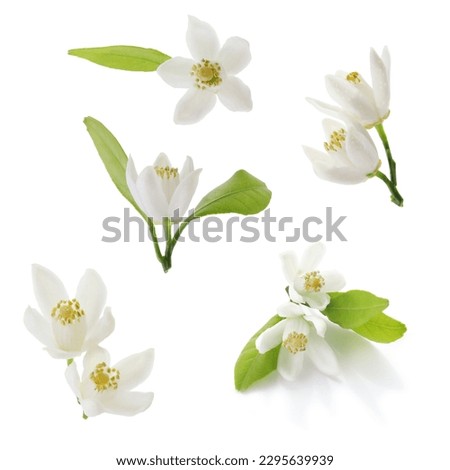 tangerine flowers isolated on a white background. macro  Royalty-Free Stock Photo #2295639939