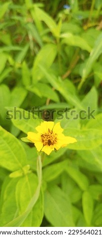 These are pictures of sunflowers and leaves with grasshopper on it