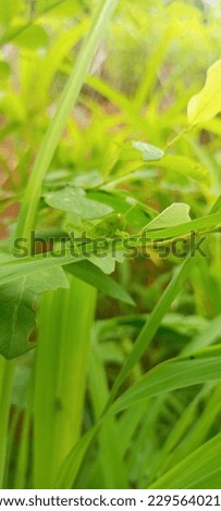 These are pictures of sunflowers and leaves with grasshopper on it