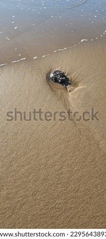 seashell washed up on beach