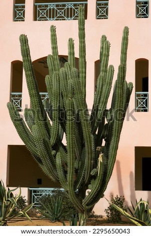 Green cereus repandus cactus details under the bright light. Giant cactus pictured at sunrise. 