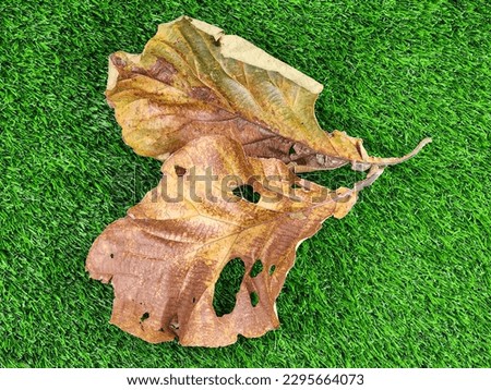 Tectona grandis ,Dried teak leaves on green grass 