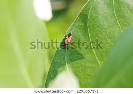 One of bug holding on the leaf green color,concept picture macro.