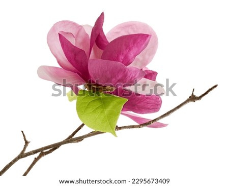 Purple magnolia flower, Magnolia felix isolated on white background, with clipping path                                                             
