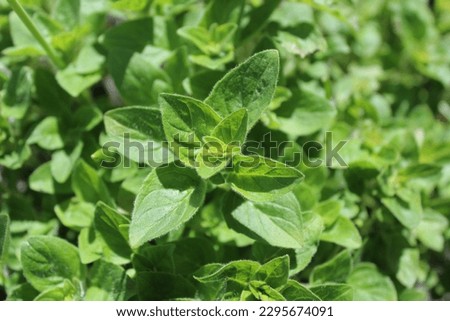 Close up of fresh green oregano leaves
 Royalty-Free Stock Photo #2295674091