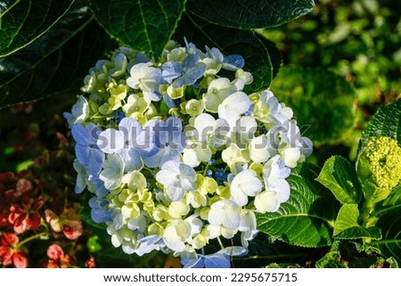 Blue hydrangea, blooming between late rainy season and early winter on highland stock photo