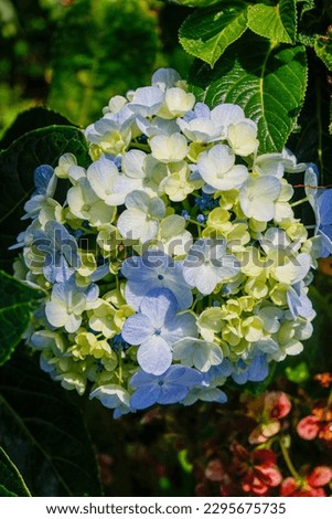 Blue hydrangea, blooming between late rainy season and early winter on highland stock photo