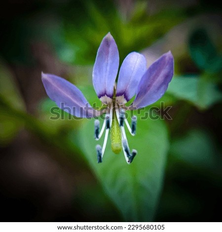 macro view of purple  beautiful wild flower 