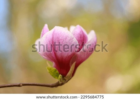 Pink bright magnolia flowers in early spring. Selective focus. Beautiful natural background. Beautiful flowers against the blue sky.
