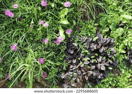 Various natural ground cover plants, Ulleungdo island in Donghae(East Sea) of South Korea. Royalty-Free Stock Photo #2295688605